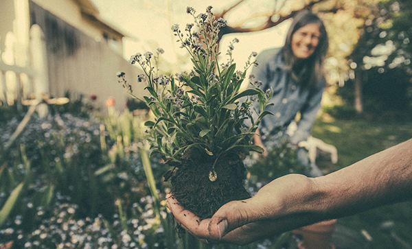 A gardener holds a young lavender plant while another gardener looks on.